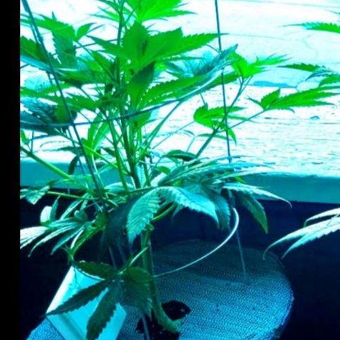 Sour Diesel Autoflower growlog timeline photo