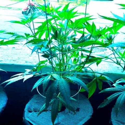 Sour Diesel Autoflower growlog timeline photo