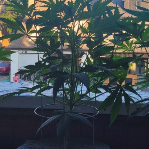 Sour Diesel Autoflower growlog timeline photo