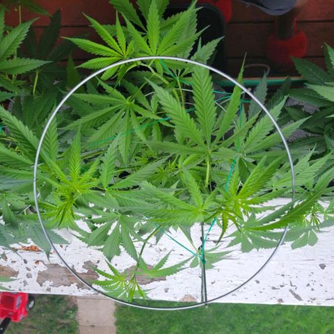Sour Diesel Autoflower growlog timeline photo
