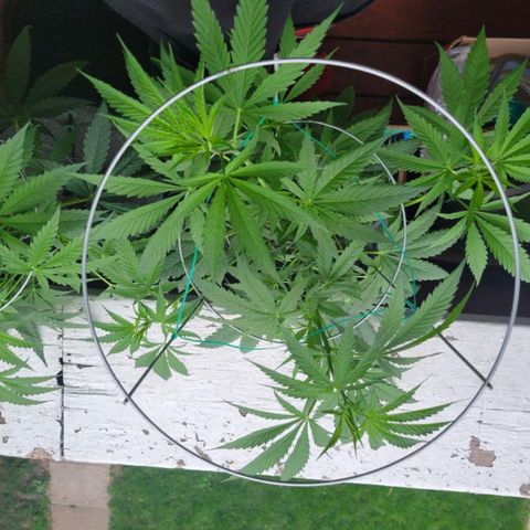 Sour Diesel Autoflower growlog timeline photo