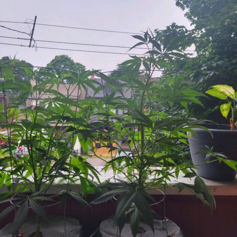 Sour Diesel Autoflower growlog timeline photo