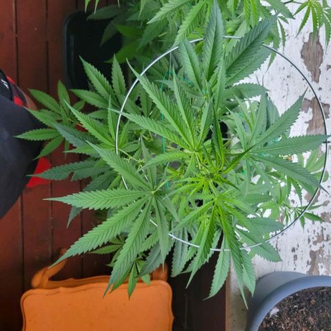 Sour Diesel Autoflower growlog timeline photo