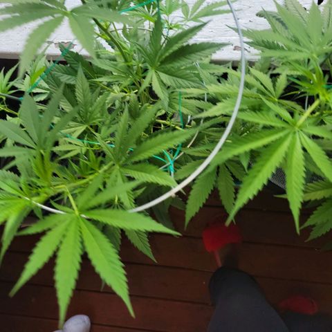 Sour Diesel Autoflower growlog timeline photo