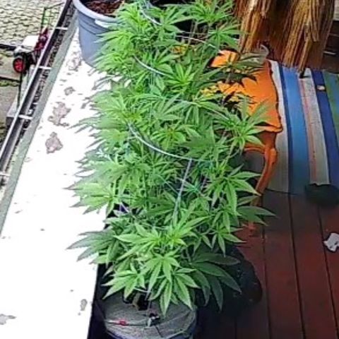Sour Diesel Autoflower growlog timeline photo