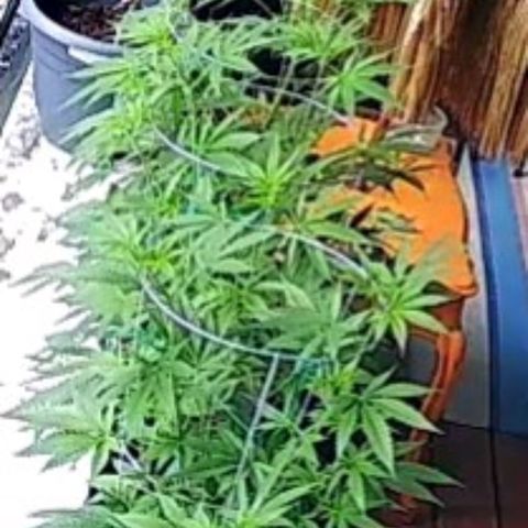 Sour Diesel Autoflower growlog timeline photo