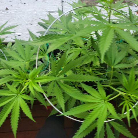 Sour Diesel Autoflower growlog timeline photo