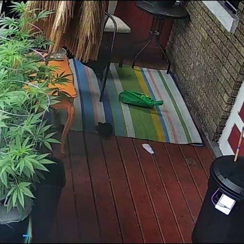 Sour Diesel Autoflower growlog photo: Drip system: 800ml every 1min
7mins every 48 hrs
5.6L÷3=1.86L per lady
