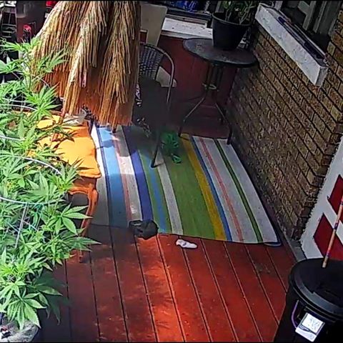 Sour Diesel Autoflower growlog photo: Drip system: 800ml every 1min
7mins every 48 hrs
5.6L÷3=1.86L per lady