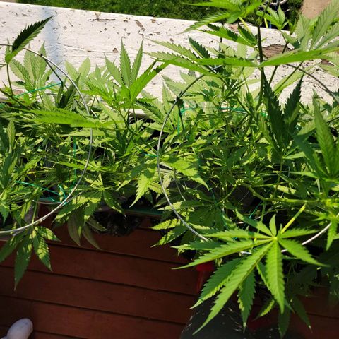 Sour Diesel Autoflower growlog photo: 3 weeks into flowering stage:
Holland Secret 3 part formula:
Late flowering chart:
Watering with Newts Every 6 days. 
1 Gal = 4000ml
Micro: 7.5ml 
Grow: 3.O
Bloom: 13ml
Ppm: 1007 EC: 2014
