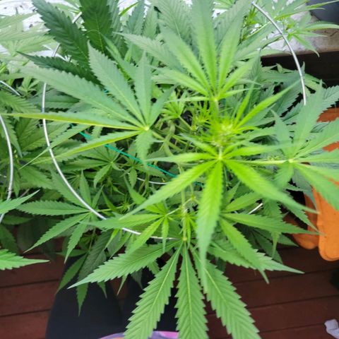 Sour Diesel Autoflower growlog photo: 3 weeks into flowering stage:
Holland Secret 3 part formula:
Late flowering chart:
Watering with Newts Every 6 days. 
1 Gal = 4000ml
Micro: 7.5ml 
Grow: 3.O
Bloom: 13ml
Ppm: 1007 EC: 2014
