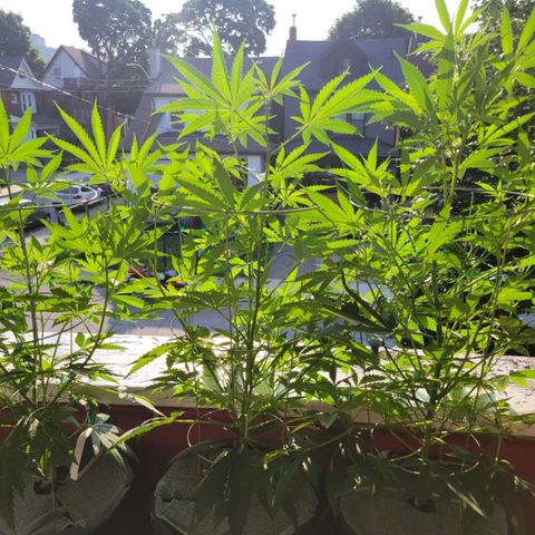 Sour Diesel Autoflower growlog photo: 3 weeks into flowering stage:
Holland Secret 3 part formula:
Late flowering chart:
Watering with Newts Every 6 days. 
1 Gal = 4000ml
Micro: 7.5ml 
Grow: 3.O
Bloom: 13ml
Ppm: 1007 EC: 2014