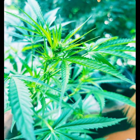 Sour Diesel Autoflower growlog timeline photo