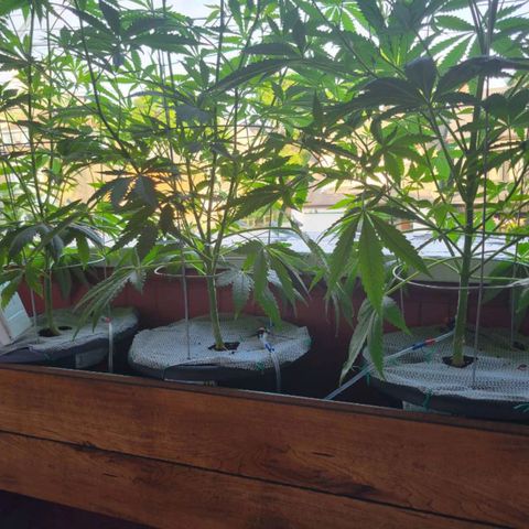 Sour Diesel Autoflower growlog timeline photo