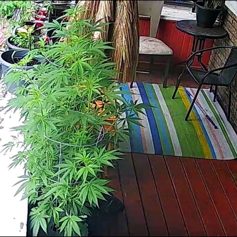 Sour Diesel Autoflower growlog timeline photo