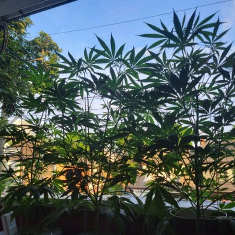 Sour Diesel Autoflower growlog timeline photo