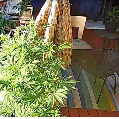 Sour Diesel Autoflower growlog timeline photo