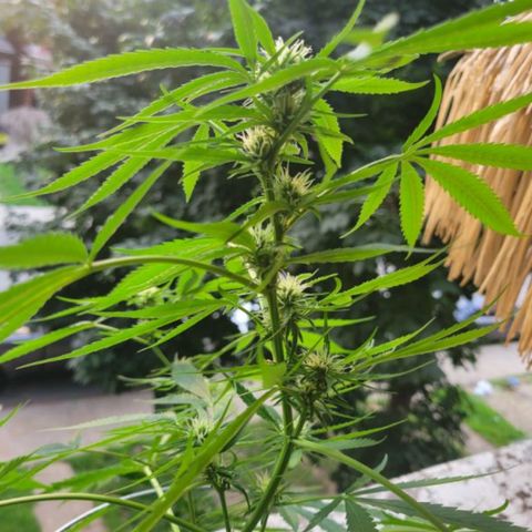 Sour Diesel Autoflower growlog photo: 5 week of flowering, 
Holland Secret 3 part formula
Micro: 7.5ml
Grow: 2.5ml
Bloom: 10ml
To every 4L = 1 Gal
