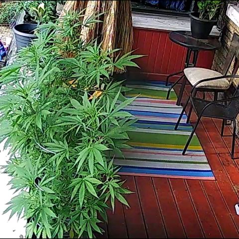 Sour Diesel Autoflower growlog photo: 5 week of flowering, 
Holland Secret 3 part formula
Micro: 7.5ml
Grow: 2.5ml
Bloom: 10ml
To every 4L = 1 Gal