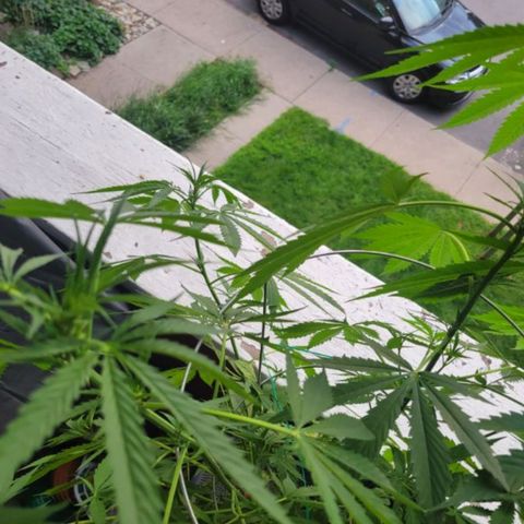Sour Diesel Autoflower growlog photo: 5 week of flowering, 
Holland Secret 3 part formula
Micro: 7.5ml
Grow: 2.5ml
Bloom: 10ml
To every 4L = 1 Gal