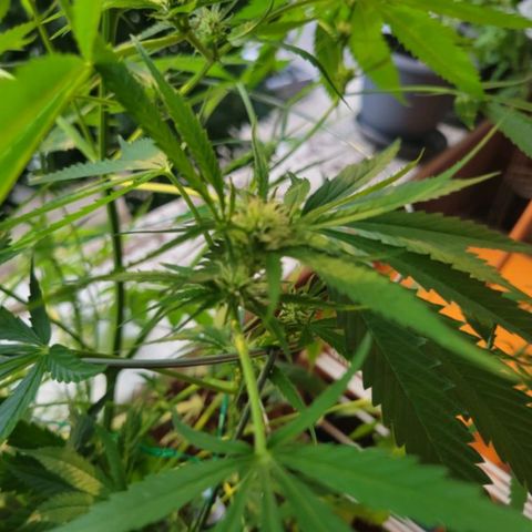Sour Diesel Autoflower growlog photo: 5 week of flowering, 
Holland Secret 3 part formula
Micro: 7.5ml
Grow: 2.5ml
Bloom: 10ml
To every 4L = 1 Gal