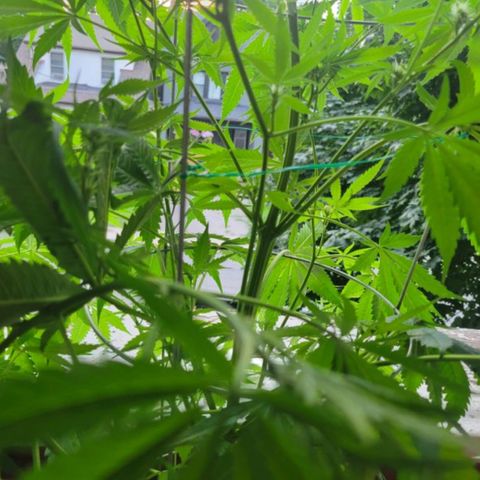 Sour Diesel Autoflower growlog photo: 5 week of flowering, 
Holland Secret 3 part formula
Micro: 7.5ml
Grow: 2.5ml
Bloom: 10ml
To every 4L = 1 Gal