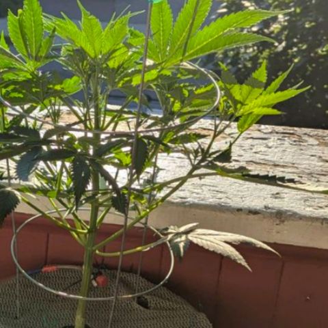 Sour Diesel Autoflower growlog photo: 5 week of flowering, 
Holland Secret 3 part formula
Micro: 7.5ml
Grow: 2.5ml
Bloom: 10ml
To every 4L = 1 Gal