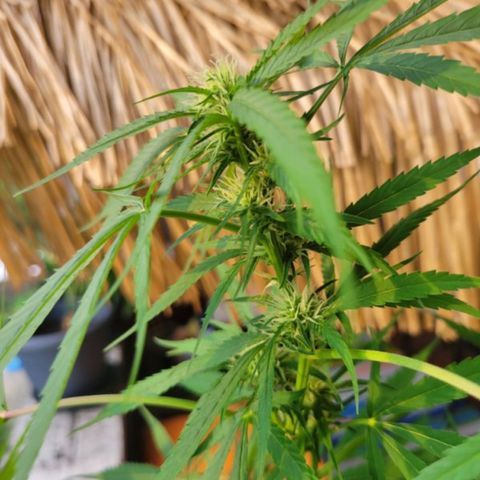 Sour Diesel Autoflower growlog photo: 5 week of flowering, 
Holland Secret 3 part formula
Micro: 7.5ml
Grow: 2.5ml
Bloom: 10ml
To every 4L = 1 Gal