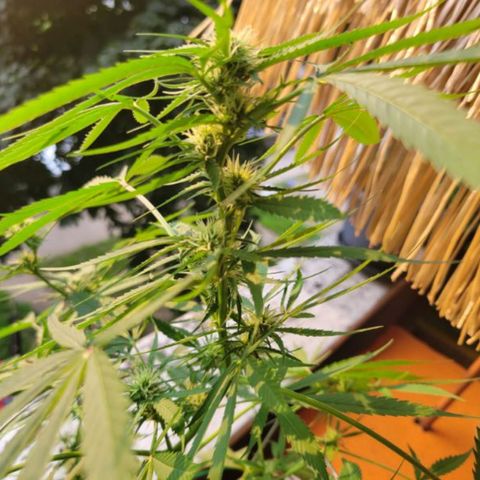 Sour Diesel Autoflower growlog photo: 5 week of flowering, 
Holland Secret 3 part formula
Micro: 7.5ml
Grow: 2.5ml
Bloom: 10ml
To every 4L = 1 Gal