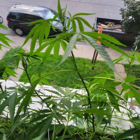 Sour Diesel Autoflower growlog photo: 5 week of flowering, 
Holland Secret 3 part formula
Micro: 7.5ml
Grow: 2.5ml
Bloom: 10ml
To every 4L = 1 Gal