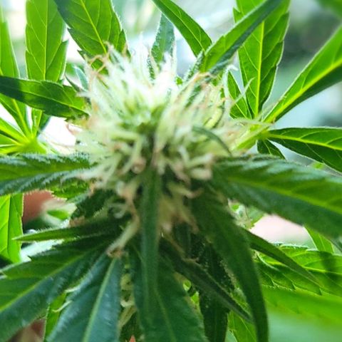 Sour Diesel Autoflower growlog photo: Today's pics 5th week of flowering.
TruNorth: Sour Diesel Auto-Flower 