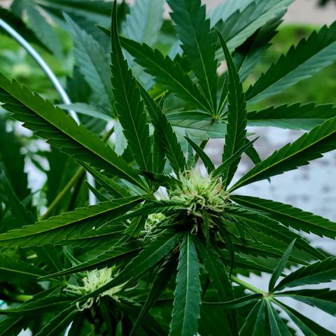 Sour Diesel Autoflower growlog photo: Today's pics 5th week of flowering.
TruNorth: Sour Diesel Auto-Flower 