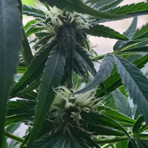 Sour Diesel Autoflower growlog photo: Today's pics 5th week of flowering.
TruNorth: Sour Diesel Auto-Flower 
