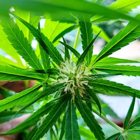 Sour Diesel Autoflower growlog photo: Today's pics 5th week of flowering.
TruNorth: Sour Diesel Auto-Flower 
