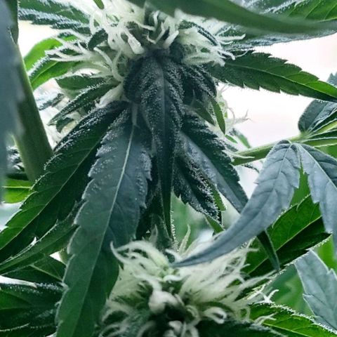 Sour Diesel Autoflower growlog photo: Today's pics 5th week of flowering.
TruNorth: Sour Diesel Auto-Flower 
