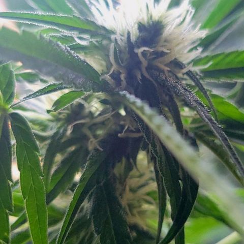 Sour Diesel Autoflower growlog photo: Today's pics 5th week of flowering.
TruNorth: Sour Diesel Auto-Flower 