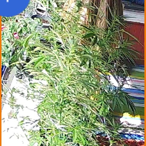 Sour Diesel Autoflower growlog timeline photo