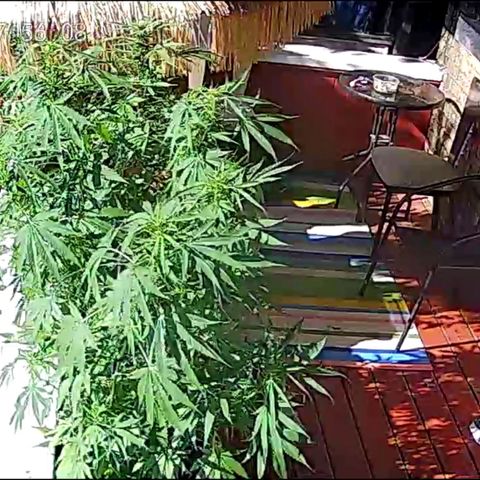 Sour Diesel Autoflower growlog timeline photo