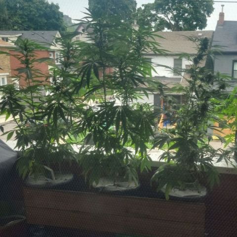 Sour Diesel Autoflower growlog photo: 5th week of flowering