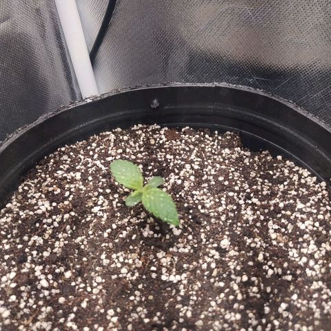 Choco Cookies growlog photo: Primer semana.