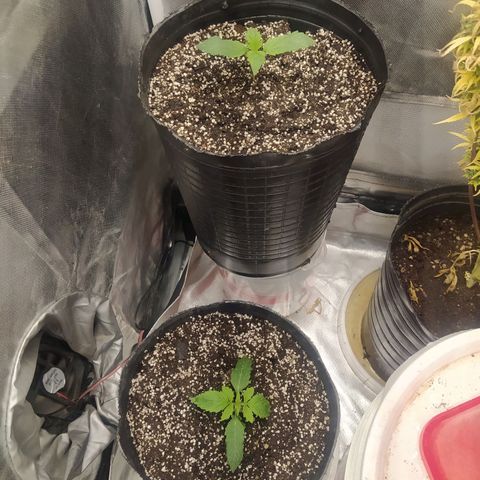 Choco Cookies growlog timeline photo
