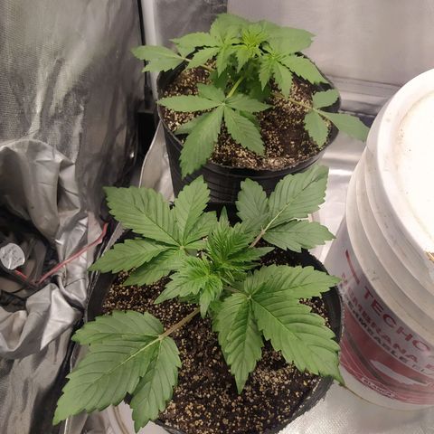 Choco Cookies growlog timeline photo