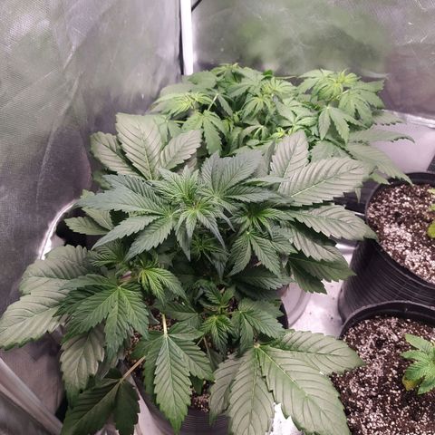 Choco Cookies growlog photo: Preflora