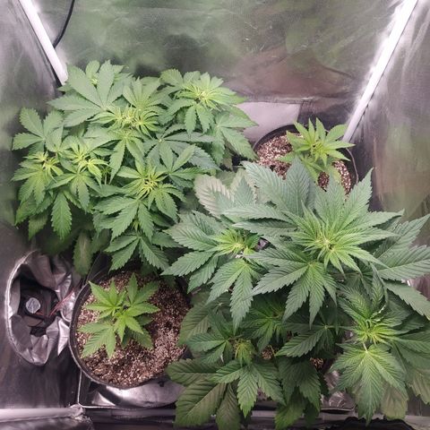 Choco Cookies growlog photo: Choco Cookies Floración.
Del Barrio trasplante 10pts.