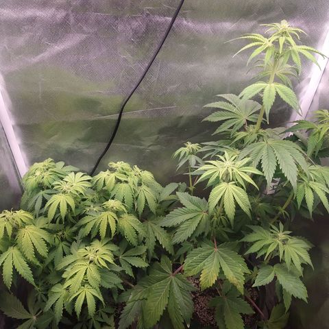 Choco Cookies growlog timeline photo