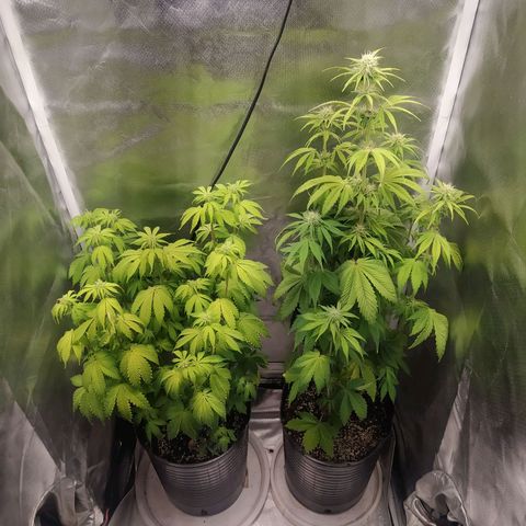Choco Cookies growlog timeline photo