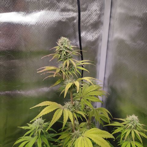 Choco Cookies growlog timeline photo