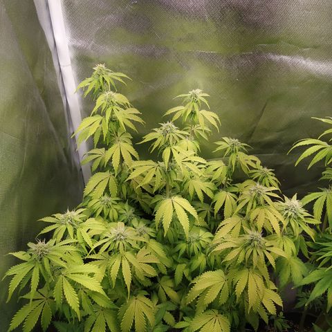 Choco Cookies growlog timeline photo