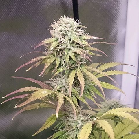 Choco Cookies growlog timeline photo