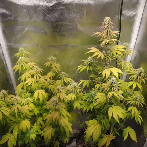 Choco Cookies growlog timeline photo